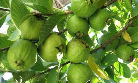 Hương ổi quê nhà