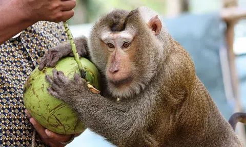 Người làm xiếc rong