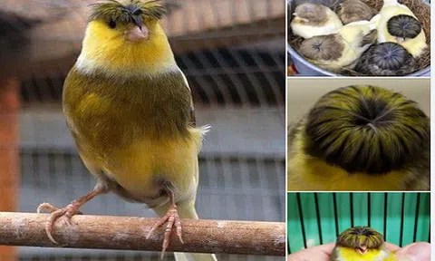 Cảnh vật quanh ta: Loài chim kỳ lạ sở hữu “đầu moi” cực chất