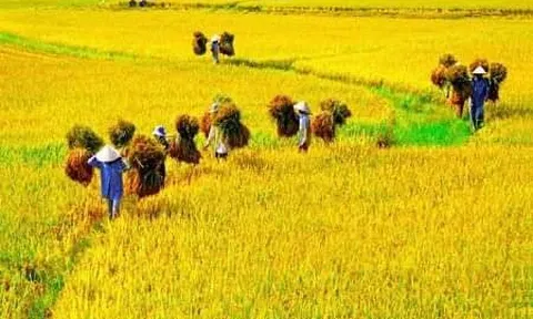 Đi giữa đường thơm