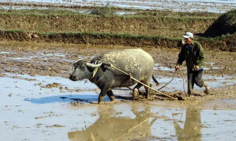 Sự tích con trâu