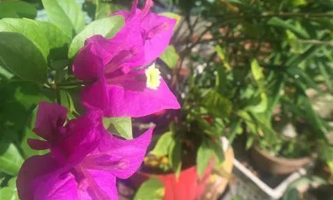 Ước mơ chân chất