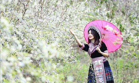 Một loài hoa Tây Bắc giữa lòng Hà Nội