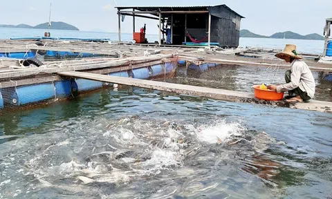 Kiên Giang: Kiên Hải phát huy lợi thế phát triển kinh tế nhanh và bền vững