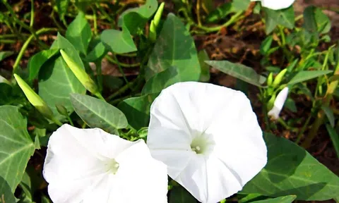 Chuyện kể từ chiến trường K