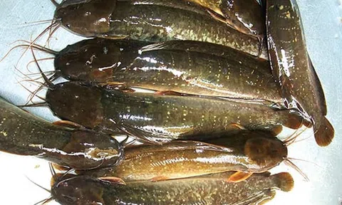 Đánh hang cá trê