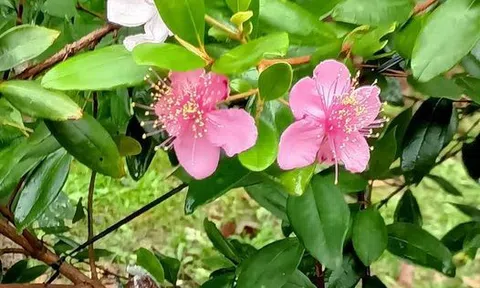 Chuyện kể của lính: Kỷ niệm một bài hát