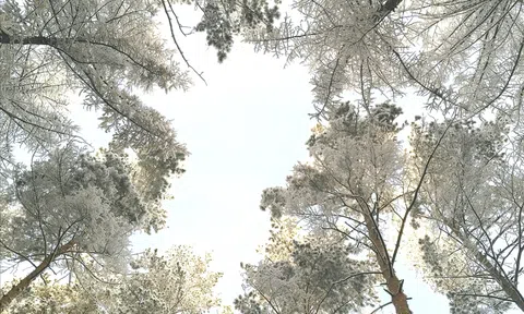 Phận người nơi xa xứ: Tết buồn