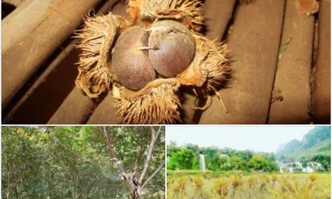 Bụi hồng hạt dẻ