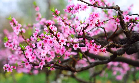 Hoa đào trong nghệ thuật