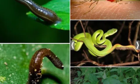 Kỷ niệm Trường Sơn – chưa thể kết thúc