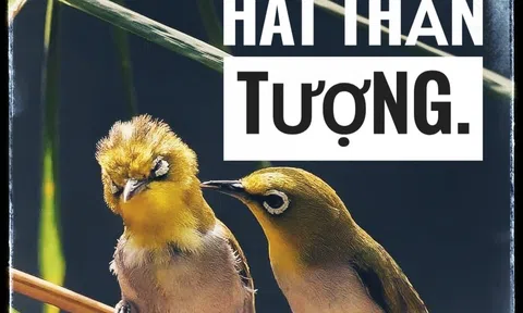 Giọng hát thần tượng