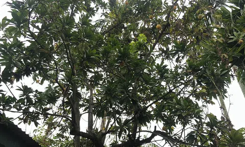 Dưới tán cây trứng gà