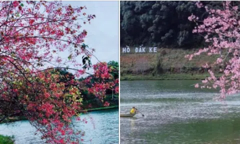 Ai lên xứ mai anh đào