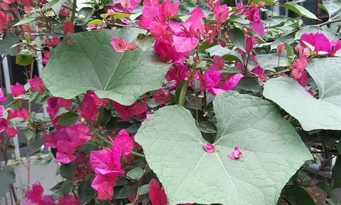 Vẻ đẹp bình dị của hoa giấy