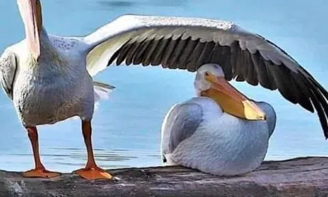 Học làm một người thua cuộc!