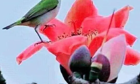 Câu chuyện về hình học