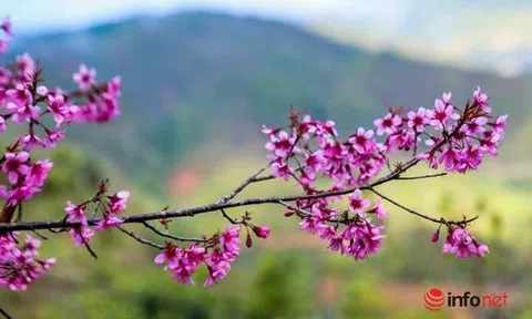 Mùa hoa tớ dày ở Mù Căng Chải