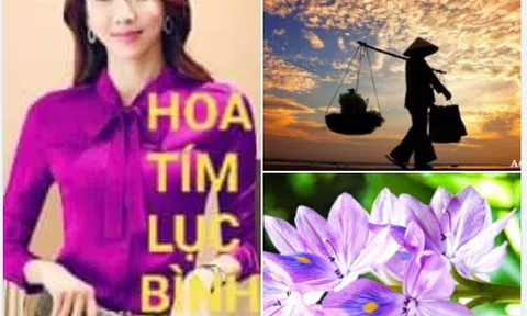 Hoa tím lục bình 