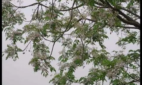 Mối tình đầu