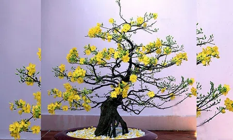 Chuẩn bị ăn Tết