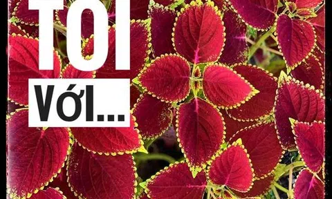 Cứu tôi với...