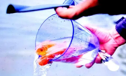 Thả phóng sinh một phong tục đẹp