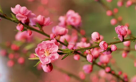 Xuân này con lại không về