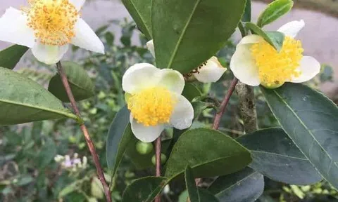 Tinh túy của đất trời