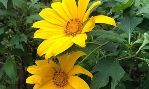 Nụ hôn đầu của tôi