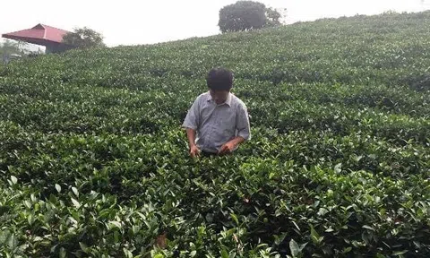 Hương chè kỷ niệm