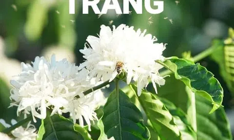 Miền hoa trắng (Phần 1)