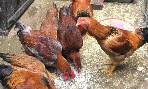 Gà trống thiến và đôi chút tâm linh