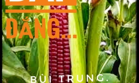 Bắp đắng
