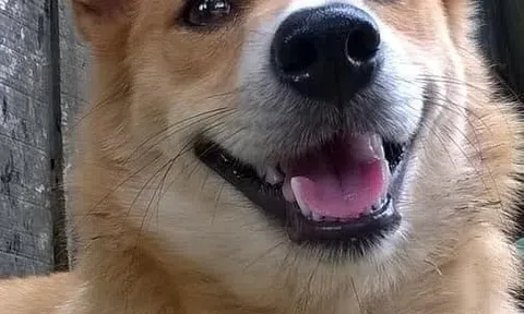 Con chó phèn của ông hai...!