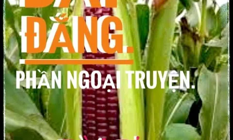 Bắp đắng (Phần ngoại truyện )