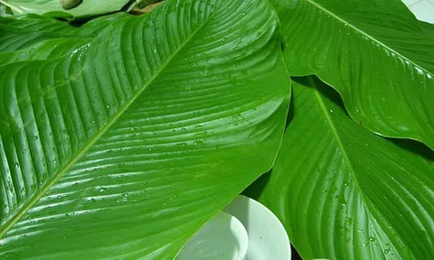 Lá dong ngày Tết