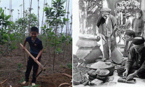 Sắn và ngày Tết