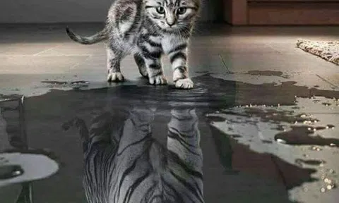 Không thay đổi được