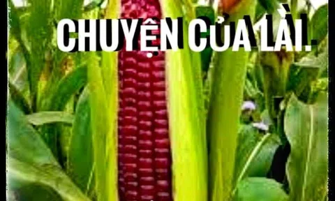 Bắp đắng - Chuyện của Lài
