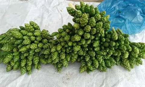 Thơm nồng hoa gừng gió Tây Bắc