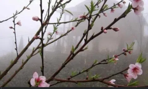 Sương xuân và hoa đào