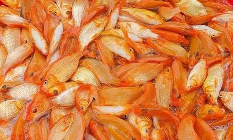 Cá chép về trời