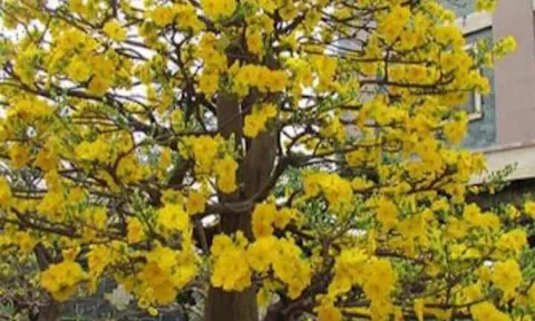 Ăn Tết ta hay Tết tây