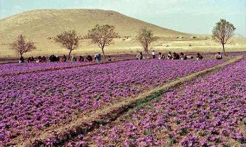 Saffron SALAM 5 năm tuổi bất ngờ lọt top 10 sản phẩm chất lượng năm 2021 do người tiêu dùng bình chọn