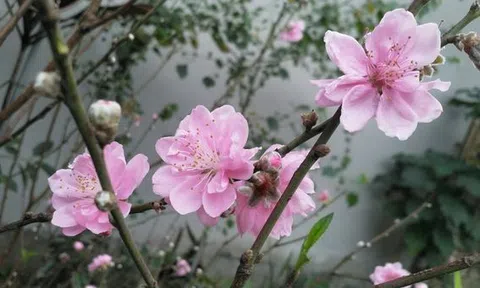 Thương lắm hoa quê ơi!