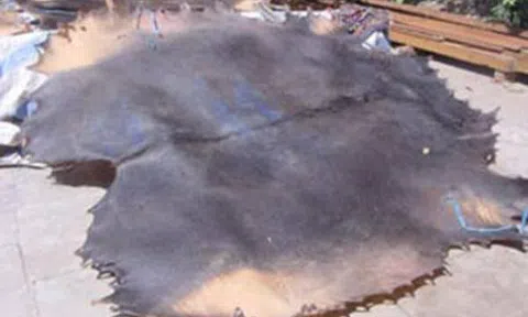 Da trâu - Món ăn độc đáo ngày Tết