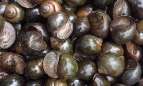 Tích trữ ốc nhồi