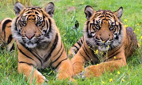 Đón xuân năm mới với niềm tin và hy vọng