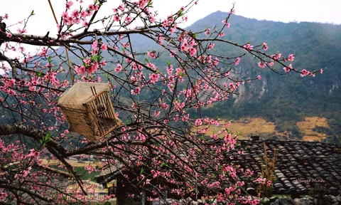 Hoa đào cao nguyên